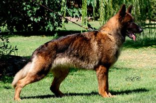 Ira vom Schwarzer Hahn Ira vom Schwarzer Hahn