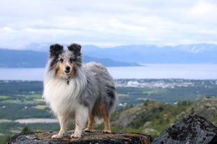 Käpäläkoplan O'My Käpäläkoplan O'My