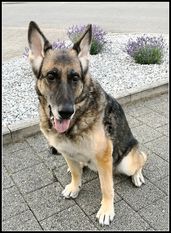 Tess vom Firecatcher Tess vom Firecatcher