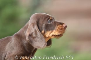 Kakao vom alten Friedrich Kakao vom alten Friedrich