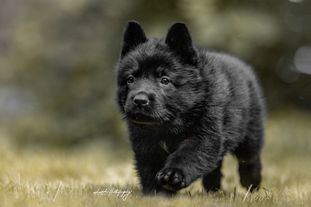 Neska vom Wolfsweiher Neska vom Wolfsweiher