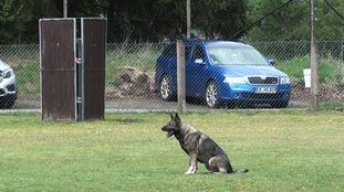 Cohra vom Gleisdreieck Cohra vom Gleisdreieck