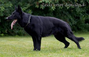 Zeus vom Amistad Zeus vom Amistad