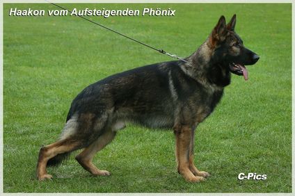 Haakon vom Aufsteigenden Phönix Haakon vom Aufsteigenden Phönix