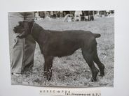 dog image background