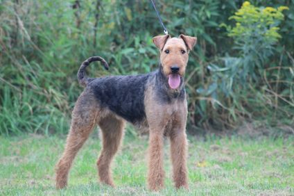 Henriette von Wales Henriette von Wales