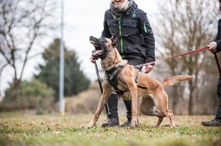 Femy vom schnellen Falken Femy vom schnellen Falken
