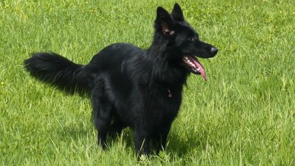 Aysha von den schwarzen Rabauken Aysha von den schwarzen Rabauken