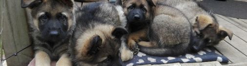 Helfergeist (Breed rental)