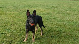 Naika (DK 13474/2018) Naika (DK 13474/2018)