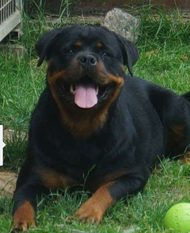 Jody des Rotts de la Baronnie Jody des Rotts de la Baronnie
