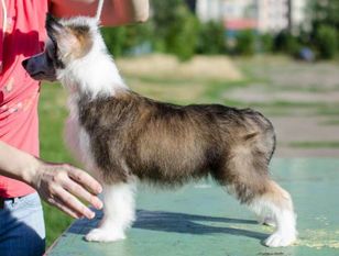 Anna Sky Kennel Tokay King Anna Sky Kennel Tokay King