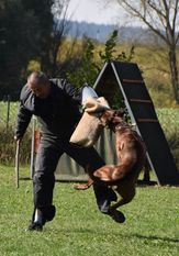 Cosmo von den Strong Boxern Cosmo von den Strong Boxern