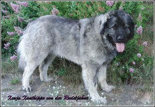 Xenja-Xanthippe von der Rudeljahne Xenja-Xanthippe von der Rudeljahne