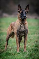 Rettung Dienst Afina Rettung Dienst Afina