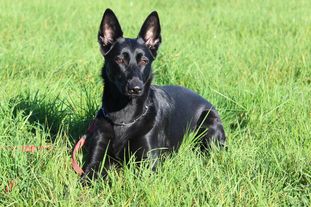Josie vom Hofe Schumacher Josie vom Hofe Schumacher