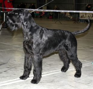 Patriot-Porthos aus den Welzer Alpen Patriot-Porthos aus den Welzer Alpen