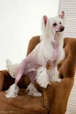 Anna Sky Kennel Torrid Macho Anna Sky Kennel Torrid Macho