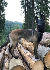 Bandit Bark von den Feuerpfoten Bandit Bark von den Feuerpfoten