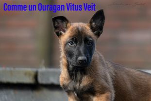Comme un Ouragan Vitus Veit Comme un Ouragan Vitus Veit