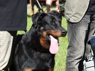 Jaeger du Murier de Sordeille Jaeger du Murier de Sordeille