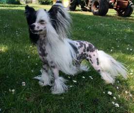Little Dog Of Dream Heart Of Pirate Little Dog Of Dream Heart Of Pirate