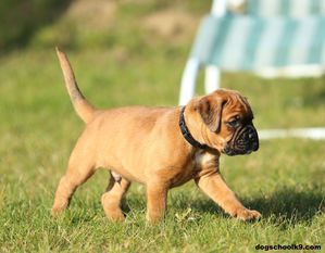 Harley European K9 training base Harley European K9 training base