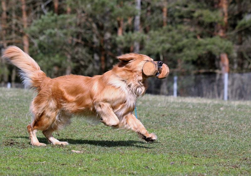 Ilex vom Reet workingdog