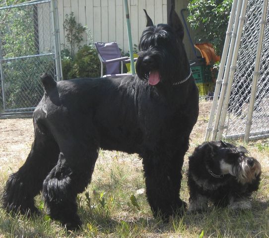 Skansen fashion giant schnauzer