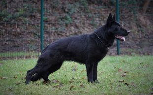 Tessa von Schloß Gnadenthal Tessa von Schloß Gnadenthal