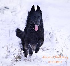 Mucius Holiday Mucius Holiday