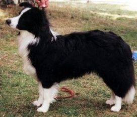 Nz-Princess From Clan-Abby Nz-Princess From Clan-Abby