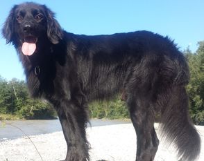 Jagger vom Schondratal Jagger vom Schondratal