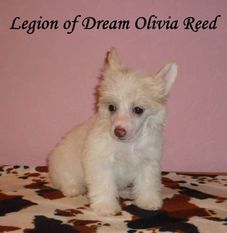 Legion Of Dream Olivia Reed Legion Of Dream Olivia Reed