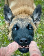 Dragonheart Marenberska Dragonheart Marenberska