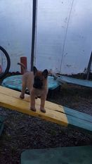 Glock des chiens de travail Glock des chiens de travail