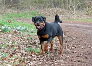 Finchen vom Brägeler Moor Finchen vom Brägeler Moor