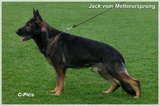 Jack vom Metterursprung Jack vom Metterursprung