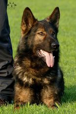 Aiko von der alten Stolzenburg Aiko von der alten Stolzenburg