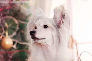 Aleksandriya Gordaya Tsarevna Aleksandriya Gordaya Tsarevna