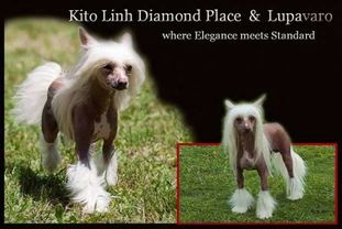 Kito Linh Diamond Place Kito Linh Diamond Place