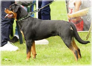 Eboni von der Maxi Rott Eboni von der Maxi Rott