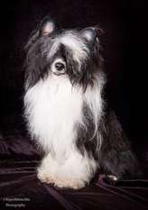 Saxor Woolly Bully Saxor Woolly Bully