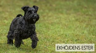 Ekhöjdens Ester Ekhöjdens Ester