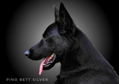 Pino Bett Silver Pino Bett Silver