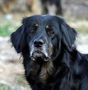 Doro ex Canis Lupus