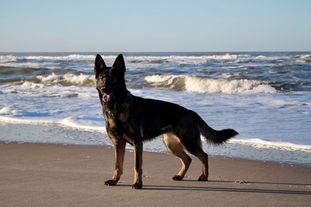 Jule (SZ-R 20000151) Jule (SZ-R 20000151)