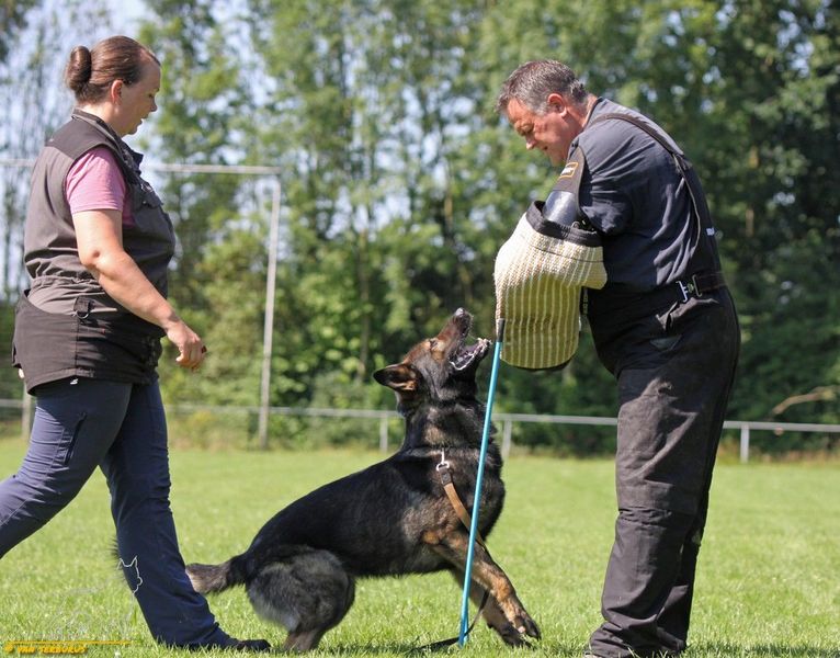 Aldo Mersak workingdog