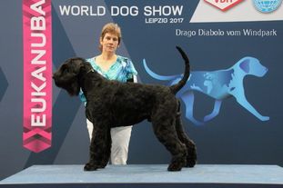 Drago Diabolo vom Windpark Drago Diabolo vom Windpark