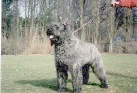 Hosky Lio de Marvelyse Hosky Lio de Marvelyse